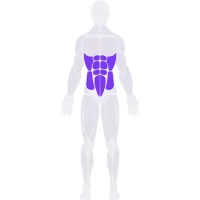 Abs & Core muscle diagram