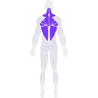 Back muscle diagram