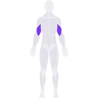 Biceps muscle diagram