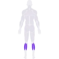 Calves muscle diagram