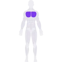 Chest muscle diagram