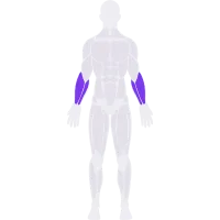 Forearms muscle diagram
