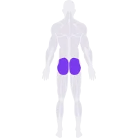 Glutes muscle diagram