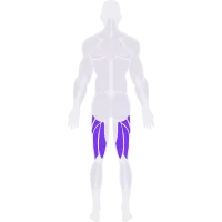 Hamstrings muscle diagram