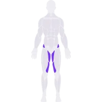 Hips & Adductors muscle diagram