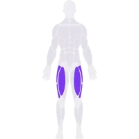 Quads muscle diagram
