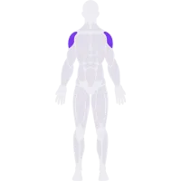Shoulders muscle diagram