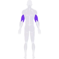 Triceps muscle diagram