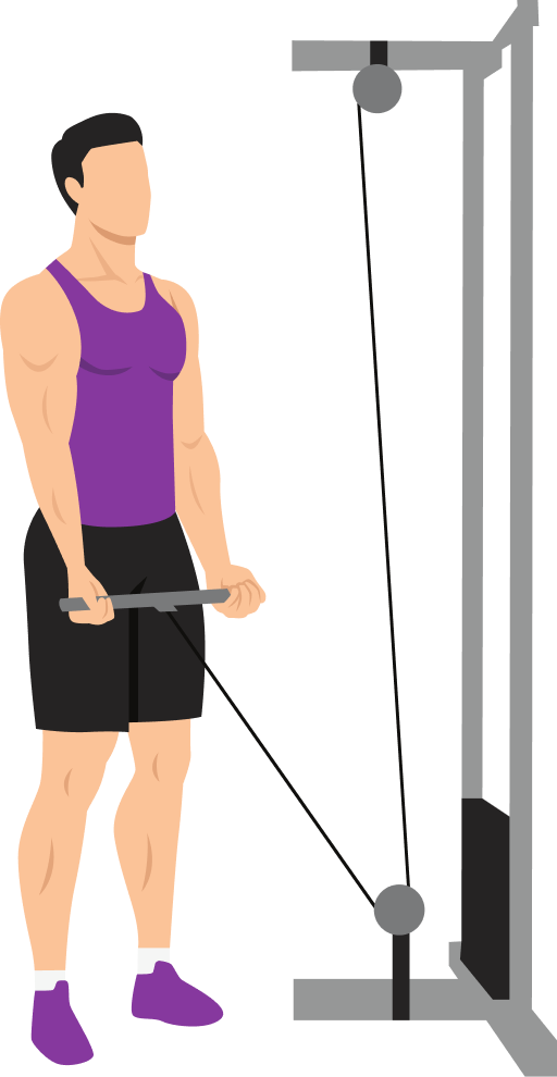 Illustration of the Cable Bicep Curl
